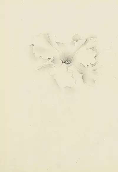 Untitled (Flower) Georgia O'Keeffe